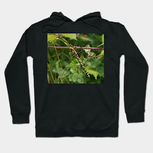 Welsh Dragonfly Hoodie